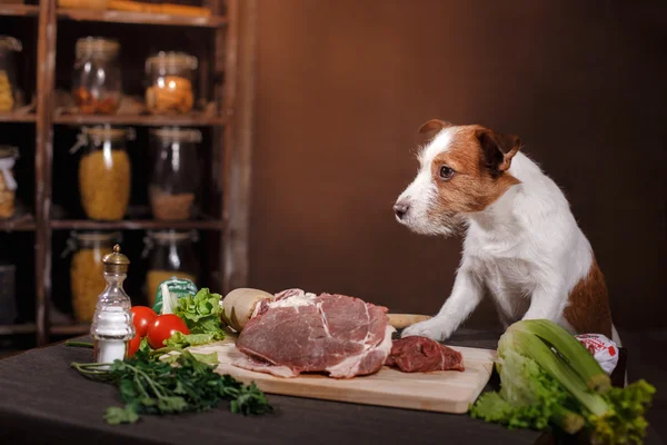 Hunderasse Jack Russell Terrier und Lebensmittel stehen in der Küche auf dem Tisch — Stockfoto