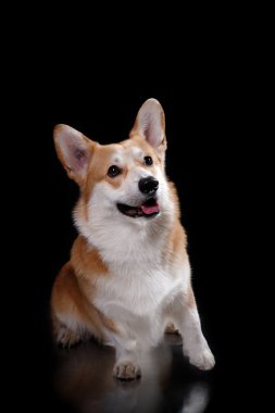 köpek doğurmak Galce corgi pembroke