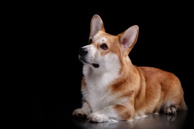 köpek doğurmak Galce corgi pembroke