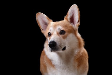 köpek doğurmak Galce corgi pembroke