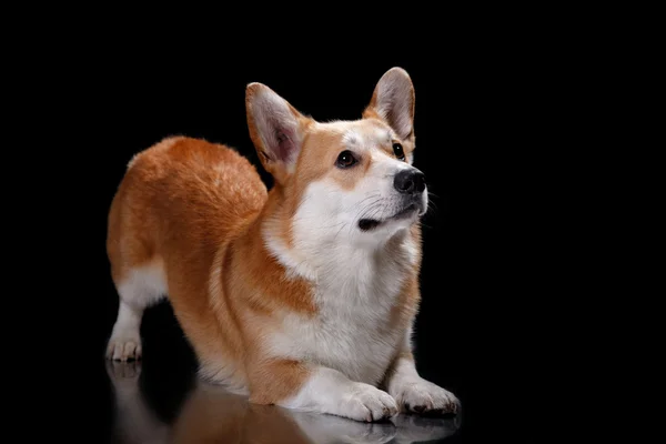 Pes plemene welsh corgi pembroke — Stock fotografie