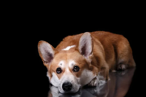 개 품종 웨일즈 어 Corgi 펨브룩 — 스톡 사진