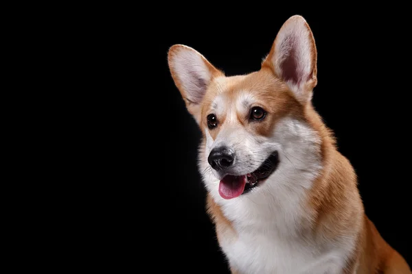 Raça de cães Galês Corgi Pembroke — Fotografia de Stock