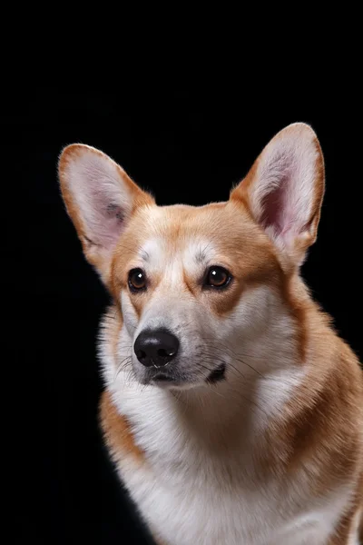 Raça de cães Galês Corgi Pembroke — Fotografia de Stock