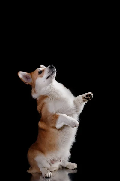 狗的品种威尔士柯基犬图片彭布罗克 — 图库照片