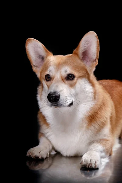 Raça de cães Galês Corgi Pembroke — Fotografia de Stock