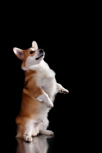 개 품종 웨일즈 어 Corgi 펨브룩 — 스톡 사진