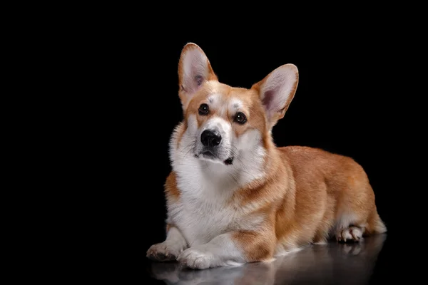 Raça de cães Galês Corgi Pembroke — Fotografia de Stock