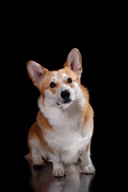 köpek doğurmak Galce corgi pembroke