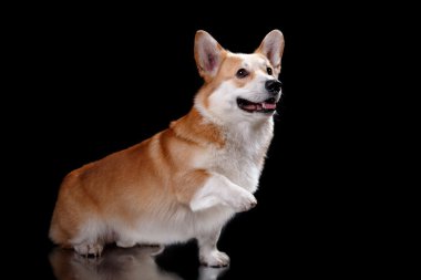 köpek doğurmak Galce corgi pembroke