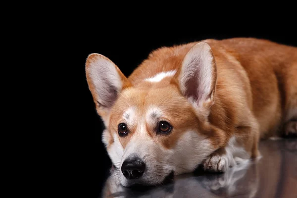 Raça de cães Galês Corgi Pembroke — Fotografia de Stock