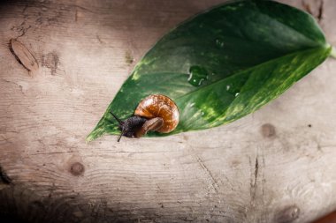 Bahçe salyangoz, Helix aspersa aspersa yeşil yaprak üzerinde
