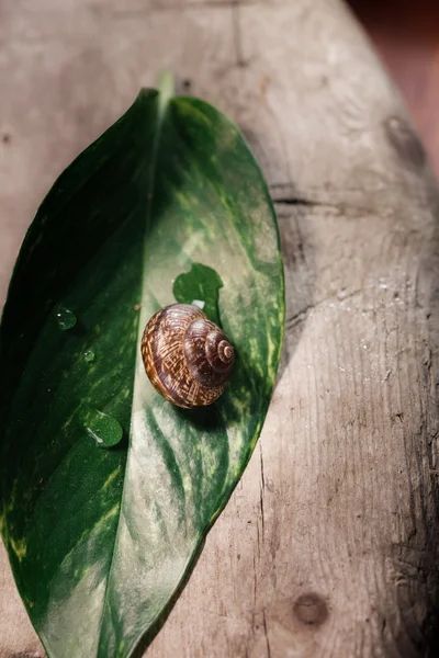 Садовая улитка, Helix aspersa aspersa на зеленом листе — стоковое фото