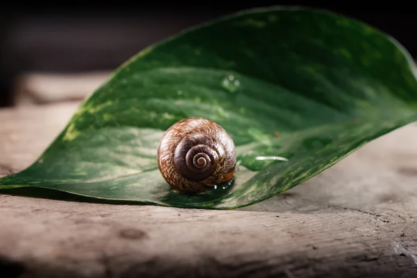 Garden snail, Helix aspersa aspersa on the green leaf — Stock Photo, Image
