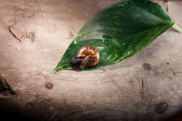 Melc de grădină, Helix aspersa aspersa pe frunza verde — Fotografie, imagine de stoc