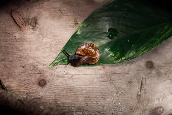 Tuin slak, aspersa Segrijnslak op het groene blad — Stockfoto