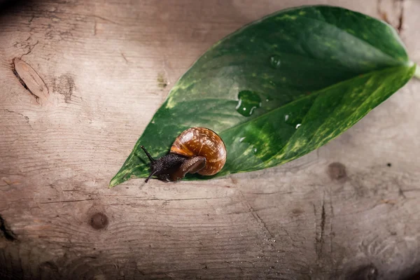 Escargot de jardin, Helix aspersa aspersa sur la feuille verte — Photo