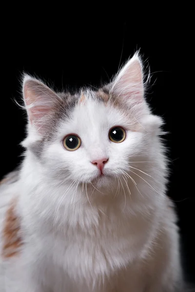 Junge dreifarbige Katze — Stockfoto