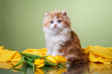 Yavru kedi İskoç fold doğurmak
