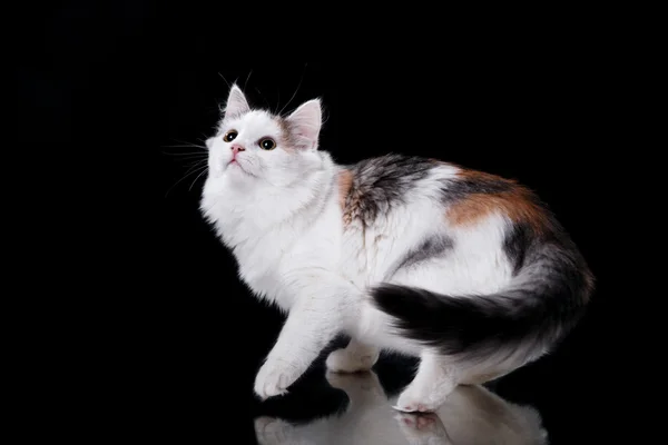 Joven gato de tres colores — Foto de Stock