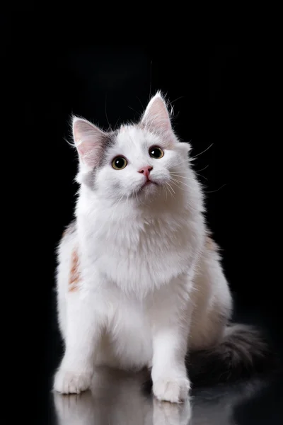 Junge dreifarbige Katze — Stockfoto