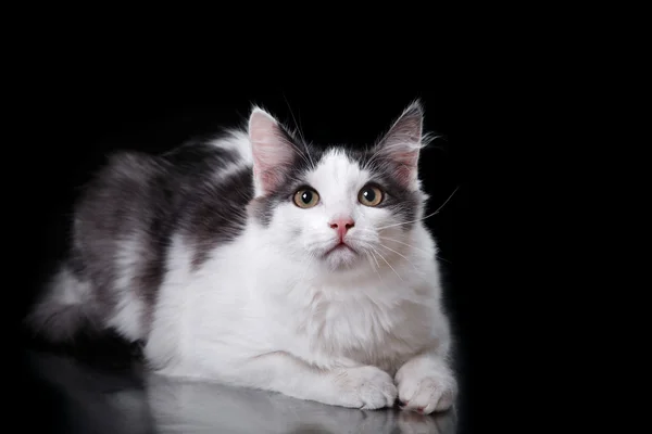 Νέος γάτα τρίχρωμη — Φωτογραφία Αρχείου