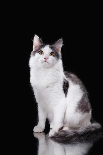 Jovem gato de três cores — Fotografia de Stock