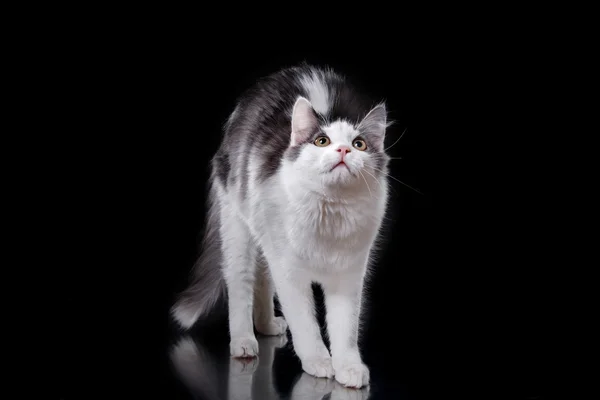 Jovem gato de três cores — Fotografia de Stock