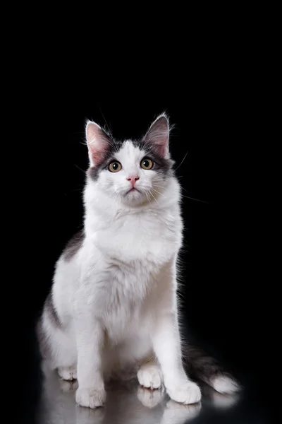 Young three-colored cat — Stock Photo, Image