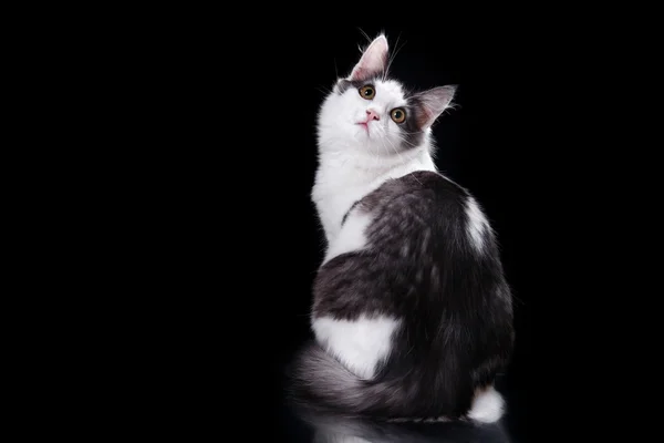 Unga tre-färgade katt — Stockfoto