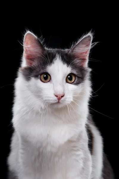 Joven gato de tres colores —  Fotos de Stock