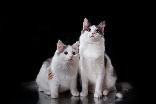 Zwei junge dreifarbige Katzen — Stockfoto