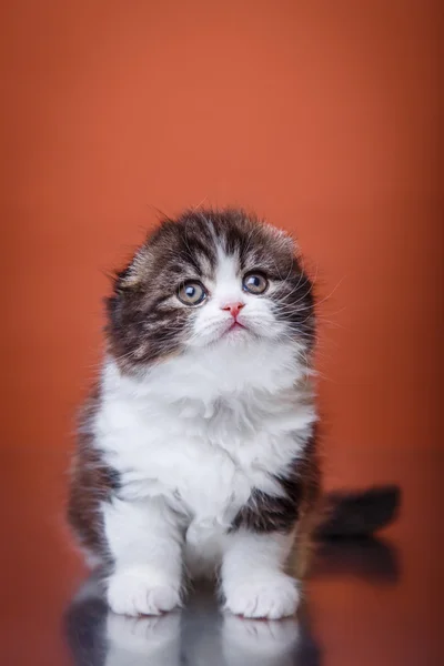 Kitten scottish fold breed — Stock Photo, Image