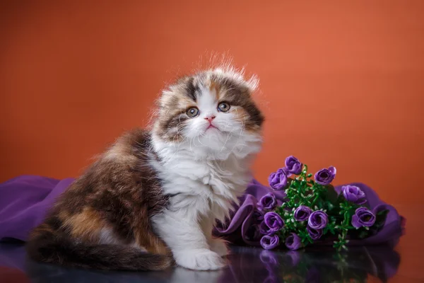 Kitten scottish fold breed — Stock Photo, Image