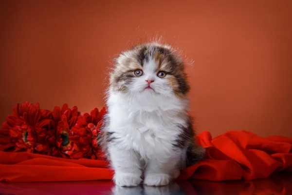 Kattunge scottish fold rasen — Stockfoto