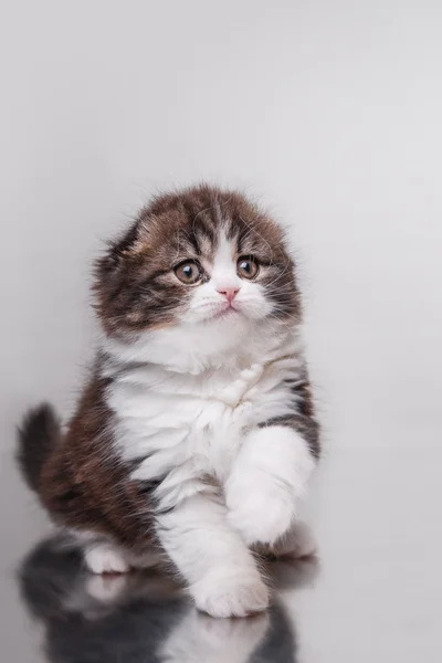 子猫スコティッシュ ・ フォールドの繁殖 — ストック写真