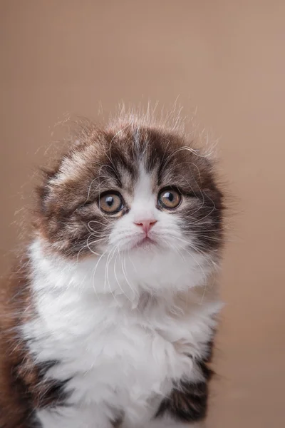 Chaton écossais plier race — Photo