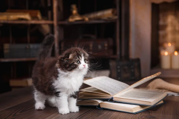 Gatito escocés plegado crianza — Foto de Stock