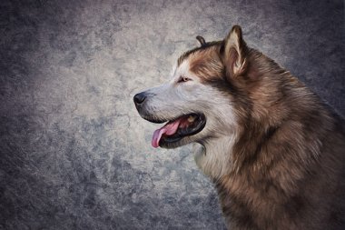  Çizim köpek Alaskan Malamute