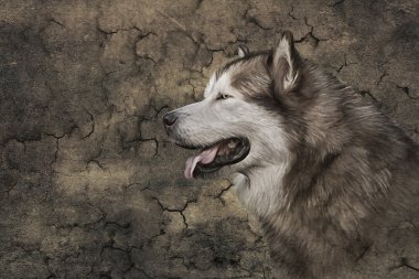  Çizim köpek Alaskan Malamute