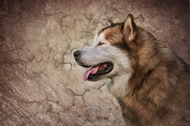  Çizim köpek Alaskan Malamute