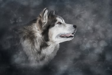 Çizim köpek Alaskan Malamute