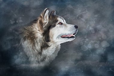 Çizim köpek Alaskan Malamute
