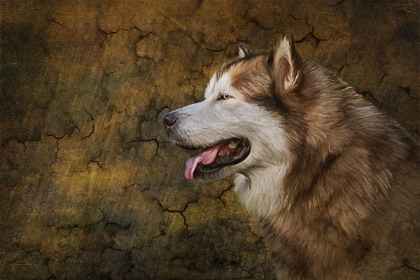 Tekening hond Alaskan Malamute — Stockfoto