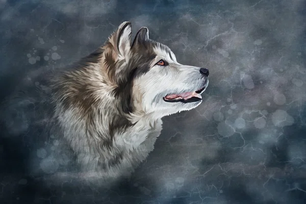 Zeichnung Hund alaskan malamute — Stockfoto