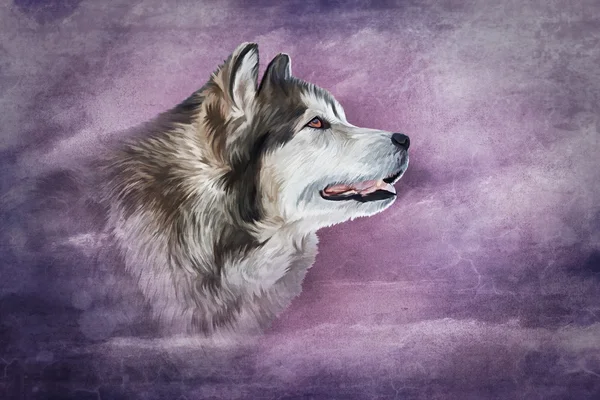 Disegno Cane Alaskan Malamute — Foto Stock