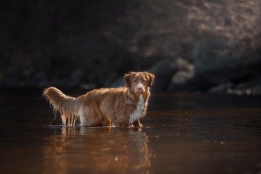 Köpek Nova Scotia Duck Tolling Retriever yaz aylarında 