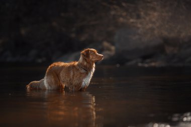 Köpek Nova Scotia Duck Tolling Retriever yaz aylarında 