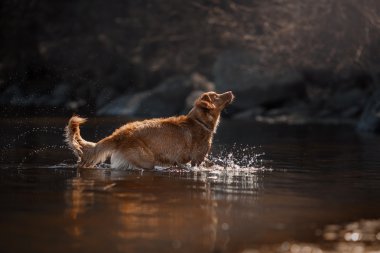 Köpek Nova Scotia Duck Tolling Retriever yaz aylarında 