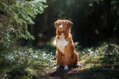Köpek Nova Scotia Duck Tolling Retriever yaz aylarında